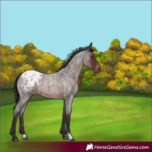 Horse Color:Liver Red Roan Blanket