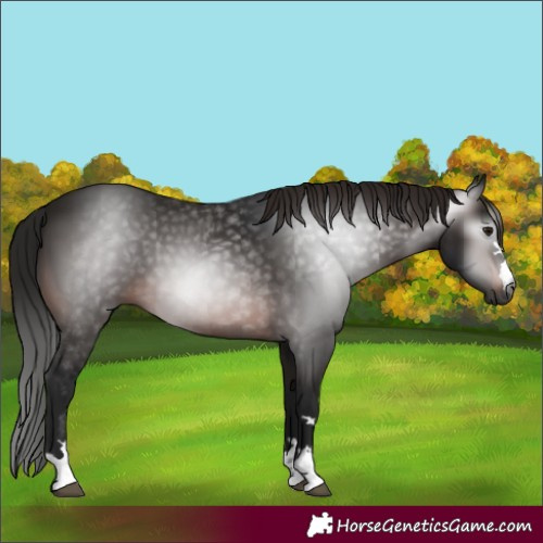 Horse Color:Gray Bay 