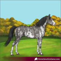 Horse Color:Grullo Sabino Splash  and Grullo Sabino Splash 