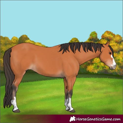 Horse Color:Bay 