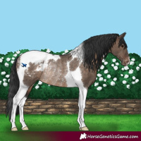 Horse Color:Brown Dun Tobiano Snowcap Rabicano 
