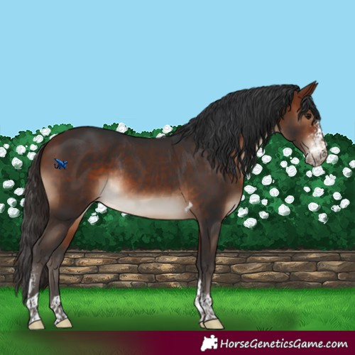 Horse Color:Bay Sabino Tobiano Rabicano 