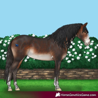 Horse Color:Bay Sabino Tobiano Rabicano 