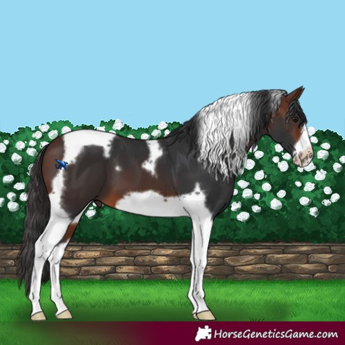 Horse Color:Brown Tobiano Frame