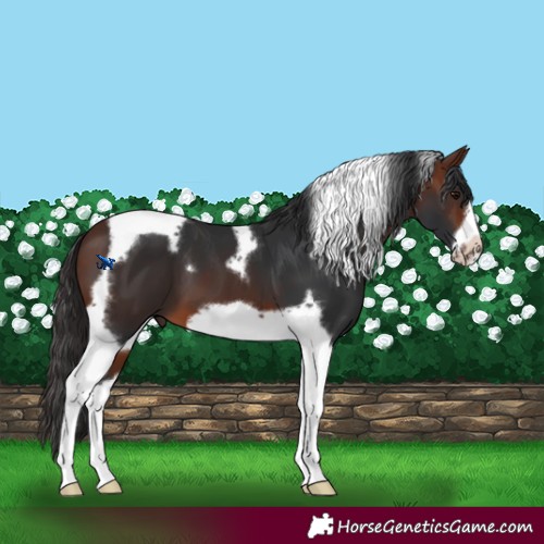 Horse Color:Brown Tobiano Frame 