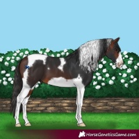 Horse Color:Brown Tobiano Frame 