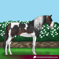 Horse Color:Brown Tobiano Frame