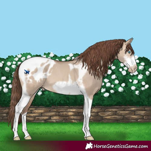 Horse Color:Amber Champagne Dun Sabino Tobiano Frame Appaloosa