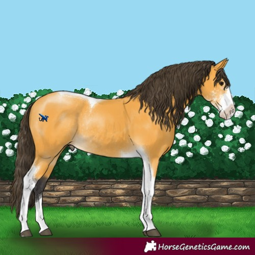 Horse Color:Buckskin Sabino Tobiano Rabicano 