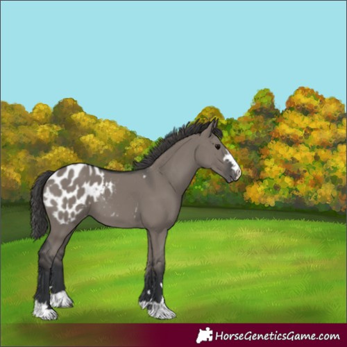 Horse Color:Grullo Appaloosa 