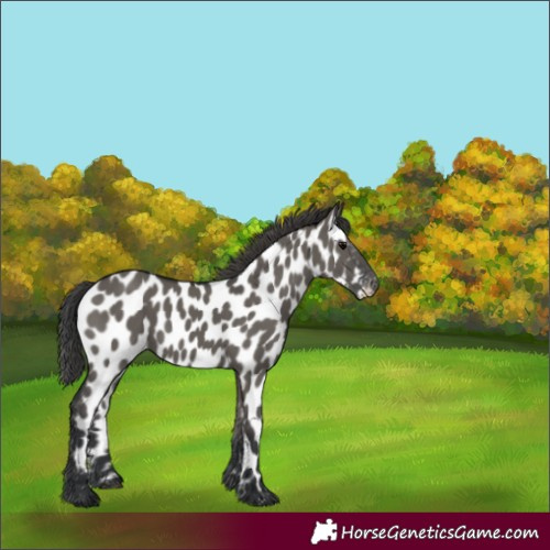 Horse Color:Grullo Appaloosa 