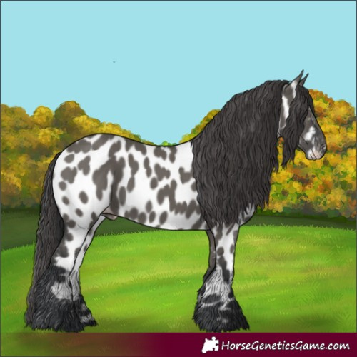 Horse Color:Grullo Appaloosa 