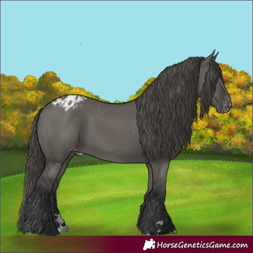 Horse Color:Grullo Appaloosa 