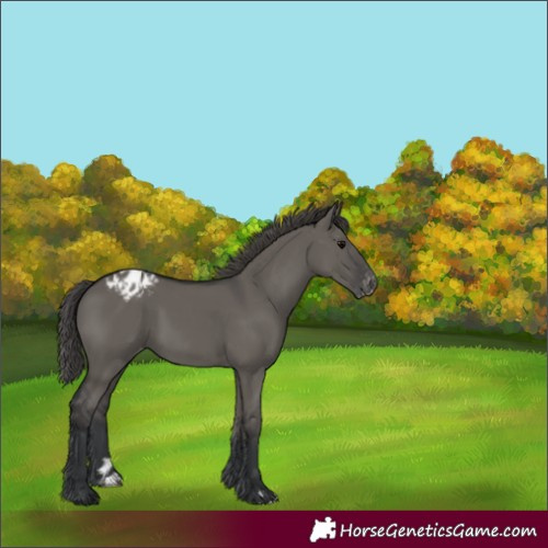 Horse Color:Grullo Appaloosa 