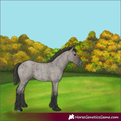 Horse Color:Grullo Roan Appaloosa 