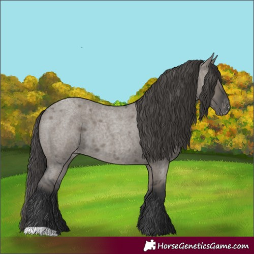 Horse Color:Grullo Roan Appaloosa 