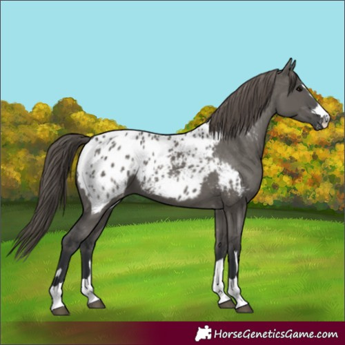 Horse Color:Grullo Appaloosa 