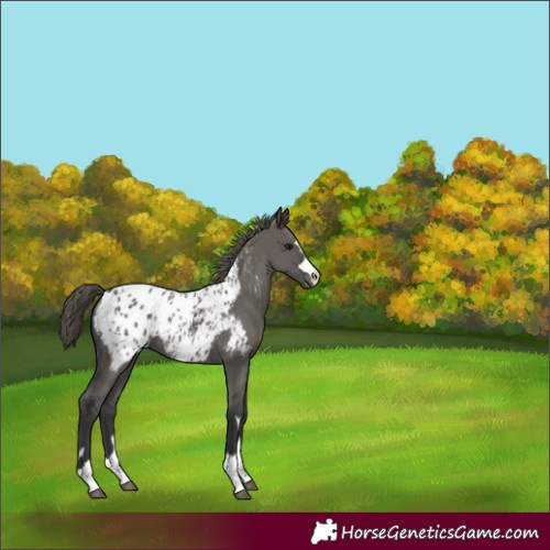 Horse Color:Grullo Appaloosa 