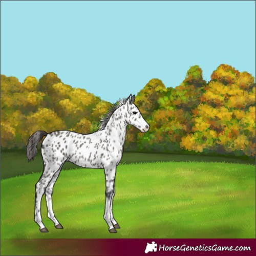Horse Color:Grullo Appaloosa 