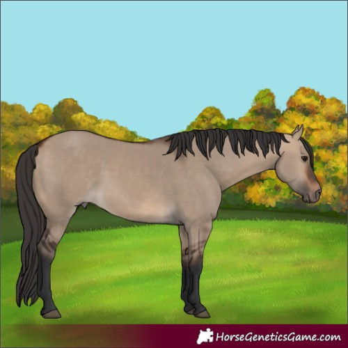 Horse Color:Bay Dun
