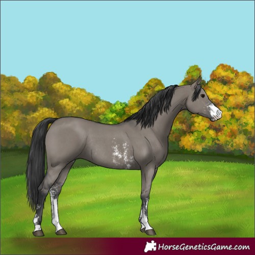 Horse Color:Grullo Sabino Rabicano 