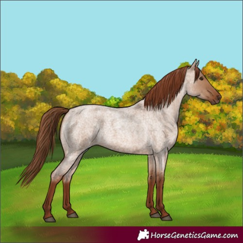 Horse Color:Red Dun Roan Rabicano 