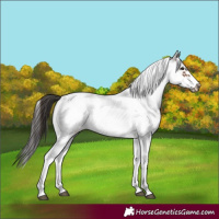 Horse Color:White Spotted Brown Roan Frame 
