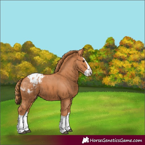 Horse Color:Chestnut Splash Appaloosa 