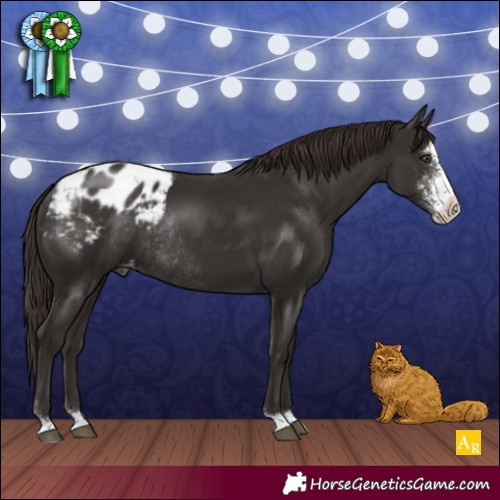 Horse Color:Liver Chestnut Sabino Appaloosa Rabicano 