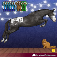 Horse Color:Liver Chestnut Sabino Appaloosa Rabicano