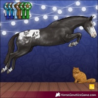 Horse Color:Liver Chestnut Sabino Appaloosa Rabicano 