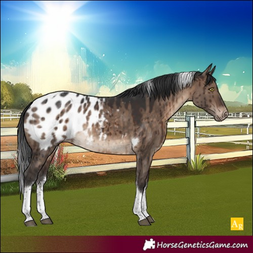 Horse Color:White Spotted Brown Dun Tobiano Appaloosa Brindle 