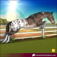 Horse Color:White Spotted Brown Dun Tobiano Appaloosa Brindle 