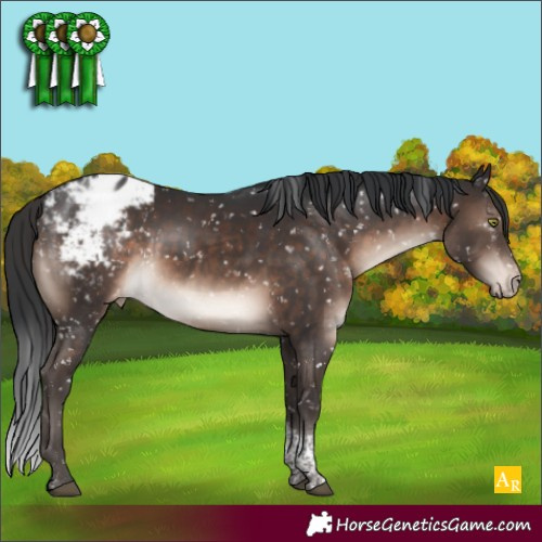 Horse Color:Brown Mushroom Tobiano Appaloosa 