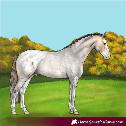 Horse Color:Buckskin Roan Sabino Splash Appaloosa 