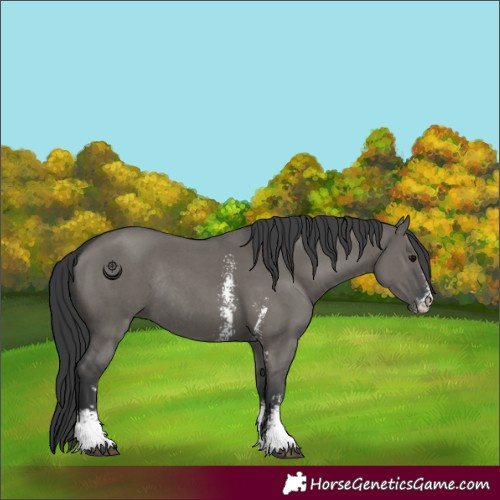 Horse Color:Grullo Sabino Rabicano 