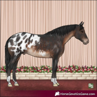 Horse Color:Brown Appaloosa