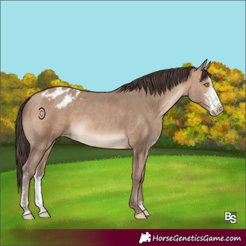 Horse Color:Sable Champagne Sabino Appaloosa 