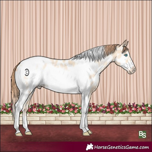 Horse Color:Sable Cream Champagne Pearl Sabino Tobiano Frame Appaloosa 
