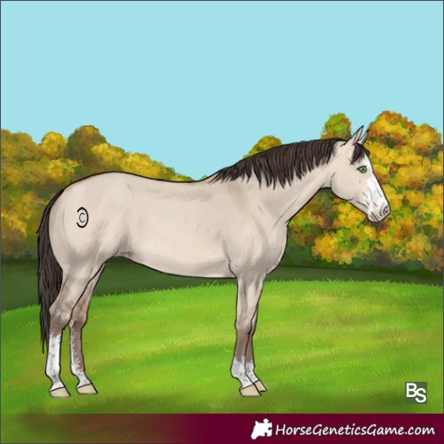 Horse Color:Amber Champagne Dun Sabino