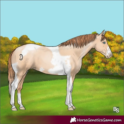 Horse Color:Amber Champagne Pearl Tobiano Frame 