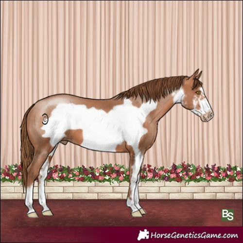 Horse Color:Bay Pearl Sabino Frame
