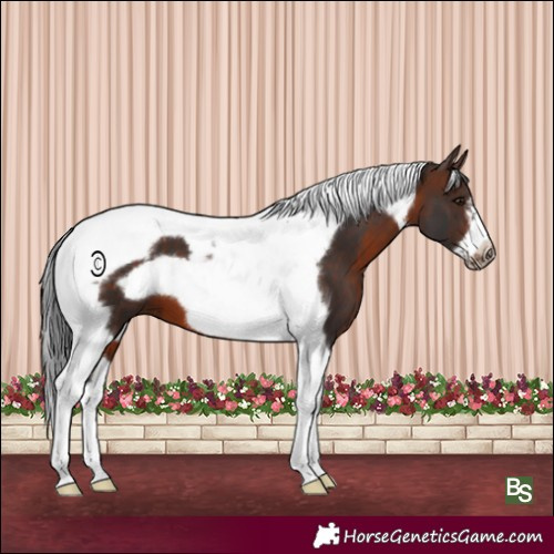 Horse Color:Brown Tobiano Frame 