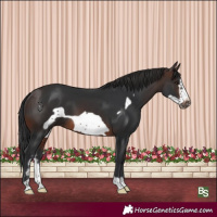 Horse Color:Brown Sabino Frame 