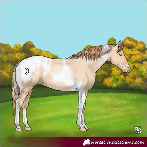 Horse Color:Amber Champagne Pearl Tobiano Appaloosa