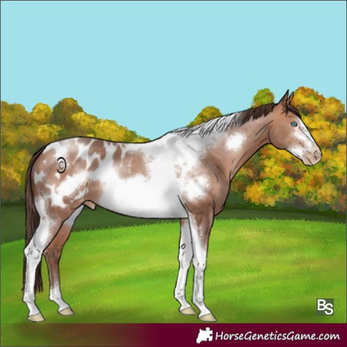 Horse Color:Amber Champagne Tobiano Frame Blanket 