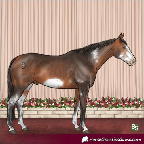 Horse Color:Bay Sabino Frame 