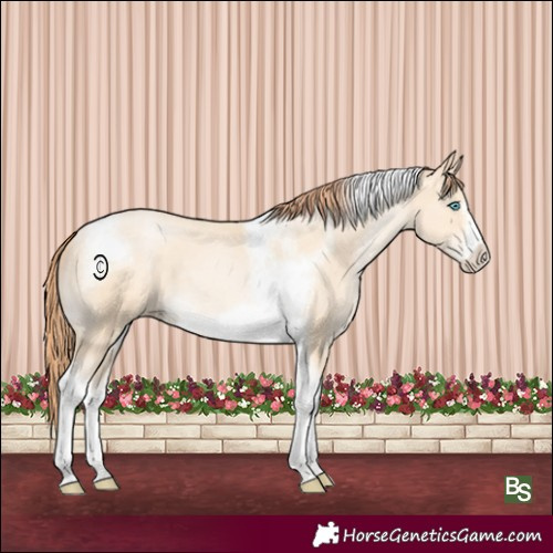 Horse Color:Amber Cream Champagne Pearl Tobiano Frame 