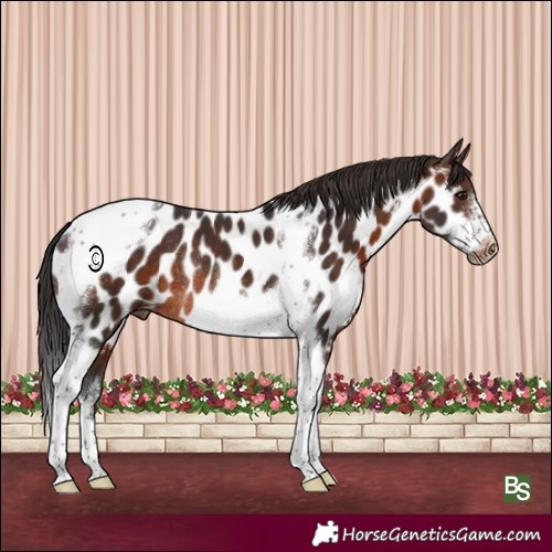 Horse Color:Brown Sabino Tobiano Frame Appaloosa Rabicano 
