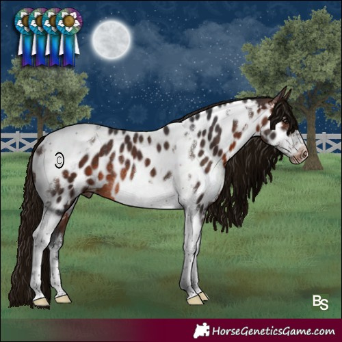 Horse Color:Brown Sabino Tobiano Frame Near Leopard Rabicano
